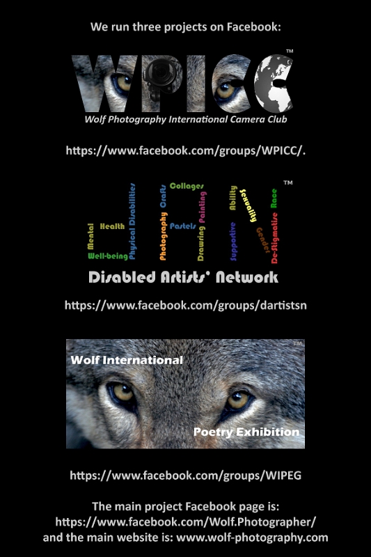 4 Wolf Photography Projects